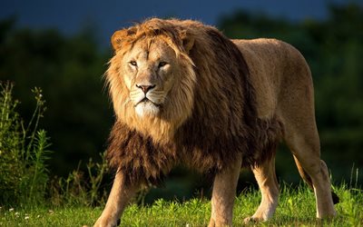 lion, the king of beasts