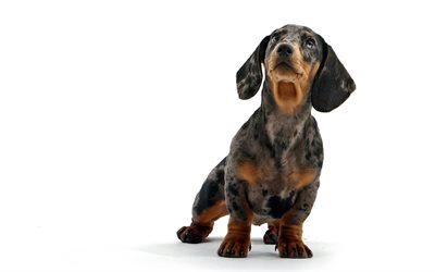 pictures of dogs, dog photos, dachshund, sweet dachshund