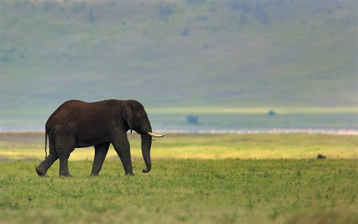 코끼리, 잔디