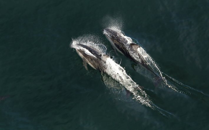una pareja de delfines, delfines, mar