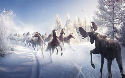 una manada de caballos, alces, invierno