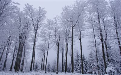 winter, winter forest, snow