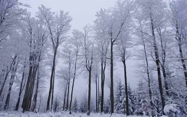 winter, winter forest, snow