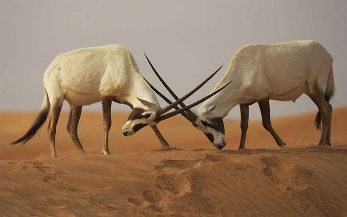 arabian oryx, hiekka, oryx leucoryx, taistelusarvet