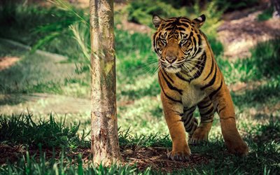 foto tigrar, tiger, djurpark