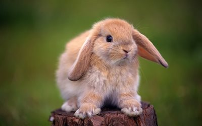 söt kanin, söta djur