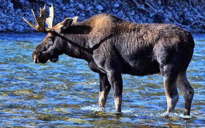 moose, 큰 뿔, 강, 자연