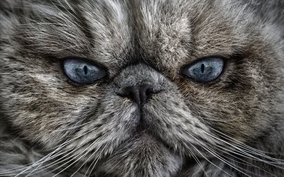 gato, o rosto de um gato, olho de gato