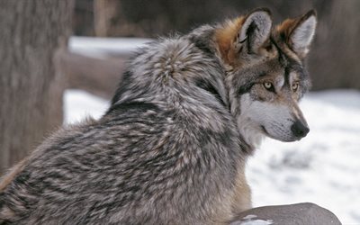 winter, wolf, die augen von einem wolf