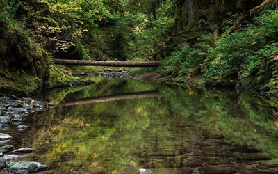 river, calm river, forest