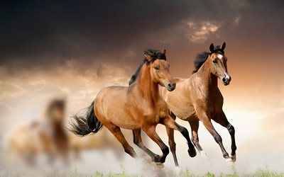 juokseva hevonen, ruskea hevonen, hevoset