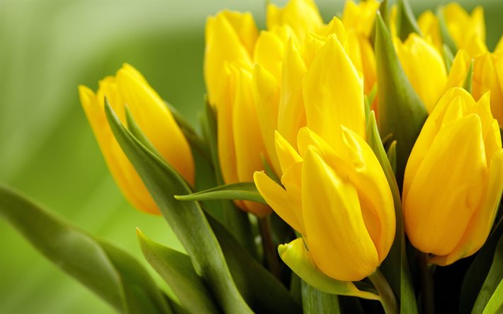 tulip, tulipanes amarillos, flores amarillas