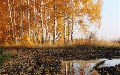 الأرض, الخريف الطبيعة, الخريف, البتولا, berezi Dnipra