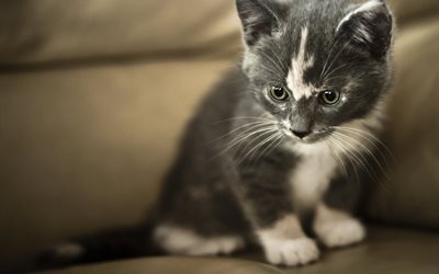 kattunge, grå katt, en liten kattunge