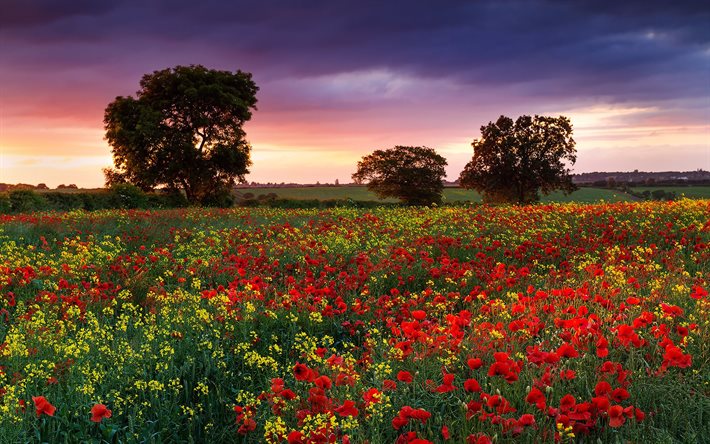 maki field of poppies, poppy field, foto -, abend -