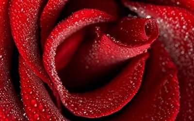 fiore, bocciolo di rosa, bordeaux rose bud, polonia rose