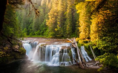bosque, río, piedras, agua, cascada, inferior lewis river falls