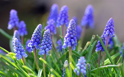 lupin, las flores, las flores de montaña, flor púrpura