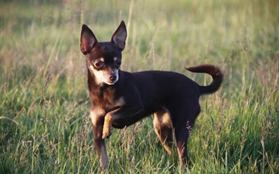chihuahua, valokuva, pienet koirat