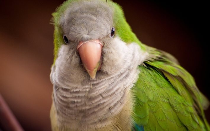 papogi, 緑papuga, parrots, 緑parrot, 写真