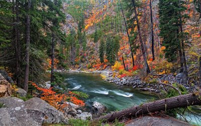 pine, tall trees, river, forest, autumn, sosni