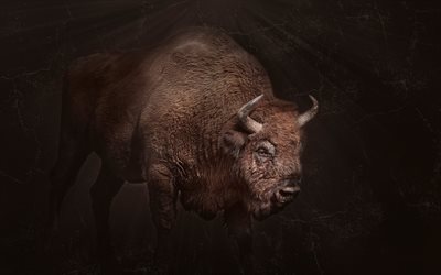 vida selvagem, bisão, fotos de búfalos, bovinos