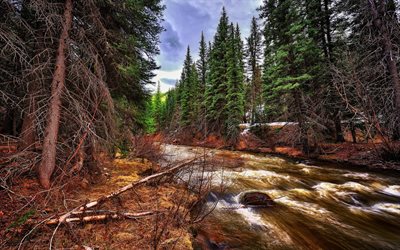 pine, boiling water, tree, photo rivers, forest, photo forests