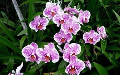 orchideen, rosa orchidee