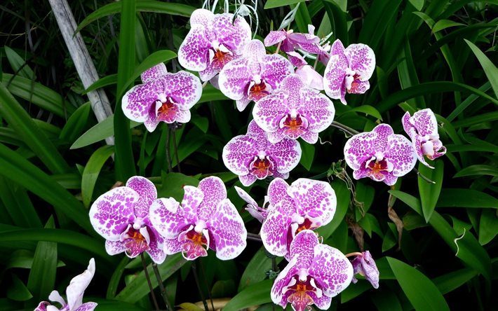orkidéer, rosa orkidé