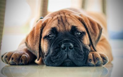 bullmastiff, welpen, süße hunde, nahaufnahme, süße tiere, hunde, bullmastiff welpe