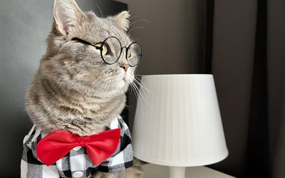 ブリティッシュショートヘアの猫, 賢い猫, 灰色の猫, かわいい動物, メガネをかけた猫, 面白い動物