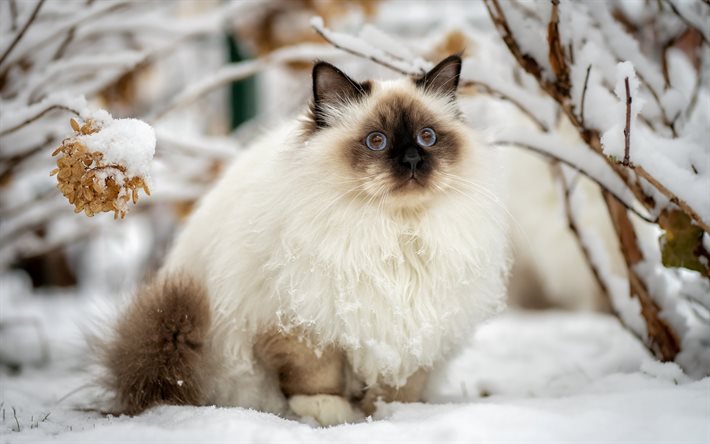 Ragdoll, fluffy white cat, winter, cat on the snow, cute animals, cats, winter landscape