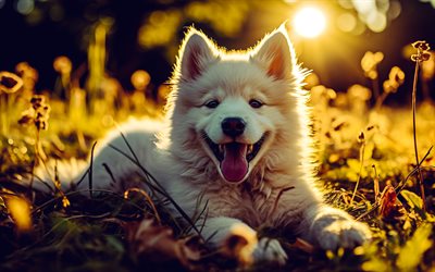 samoyed, kleiner welpe, süße tiere, abend, sonnenuntergang, kleiner hund, samoyed welpe, hunde