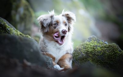 australischer schäferhund, wald, süße tiere, bokeh, aussie, haustiere, hunde, australischer hirtenhund, aussie hund