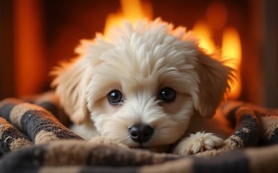 4k, खिलौना पूडल पिल्ला, क्लोज़ अप, चिमनी, प्यारे जानवर, चेकदार कम्बल, bokeh, पिल्लों, कुत्ते, थूथन, खिलौना पूडल, पालतू जानवर, कम्बल में कुत्ता, खिलौना पूडल कुत्ता