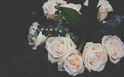 الوردي روز, الورود الزاهية, شجيرة الورد, الورود