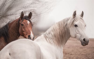 white horse, brown horse, horses