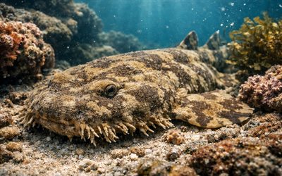 wobbegong, squalo tappeto, mondo sottomarino, barriera corallina, orectolobidi, oceano indiano, traballante maculato, squali