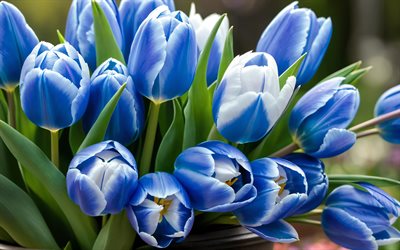 4k, الزنبق الأزرق, باقة من زهور التوليب, براعم, زهور الربيع, خوخه, زهور جميلة, ربيع, الخلفية مع زهور التوليب, زهور زرقاء, براعم زرقاء, زهور التوليب