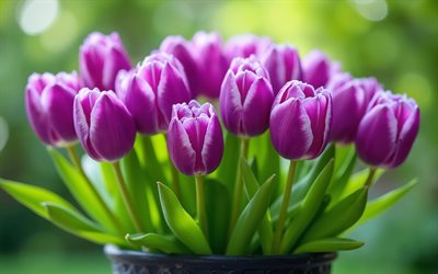 4k, الزنبق الأرجواني, خوخه, براعم, زهور الربيع, باقة من زهور التوليب, زهور جميلة, ربيع, الخلفية مع زهور التوليب, زهور أرجوانية, براعم أرجوانية, زهور التوليب