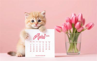 kalender april 2026, 4k, kleines ingwerkätzchen, kätzchen mit kalender, süßes kätzchen, april kalender, konzepte für 2026, april kalender 2026, rosa hintergrund, rosa tulpen, katzen