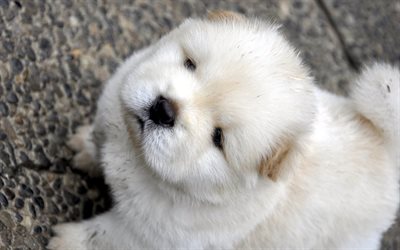Chow Chow, dogs, pets, puppy, white chow chow