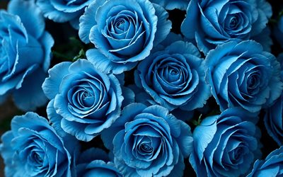 4k, blue roses, close-up, bouquets, blue flowers, roses, beautiful flowers, backgrounds with roses, blue buds
