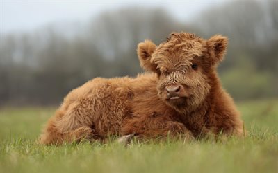 छोटा भूरा बछड़ा, 4k, हाइलैंड मवेशी, हाइलैंड, छोटी स्कॉटिश गाय, बछड़ा, गायों, हरी घास, स्कॉटिश गायें