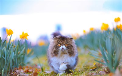 chat persan, soir, coucher de soleil, champ de fleurs, chats, longhair persan, animaux mignons, chat moelleux, jonquilles