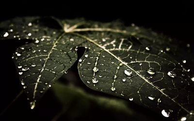 drops on a green leaf, drops of water, green leaf, ecology, environment, dew, water, dew drops on a leaf