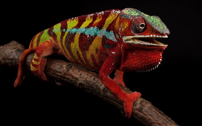 camaleón, lagarto rojo, reptiles, camaleón rojo-verde, fondo negro, camaleón en una rama, lagartos