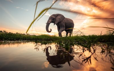 4k, elefant, solnedgång, savann, vilda djur, flod, afrika, loxodonta, elefant på floden, bilder med elefant, elefanter