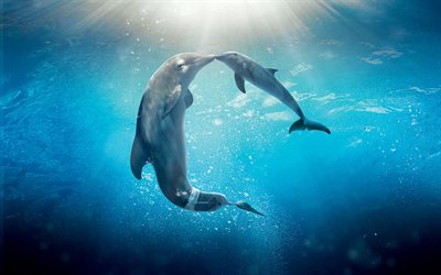 unterwasserwelt, delfine
