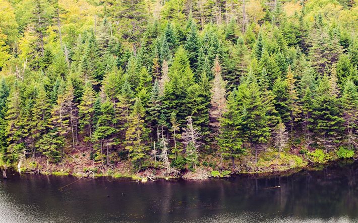 un río, un bosque, foto de bosques de pinos, agujas, sosni